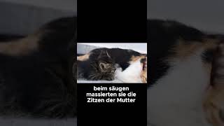 Warum kneten Katzen Die süße Wahrheit  Katzenfakten [upl. by Aihsenod977]