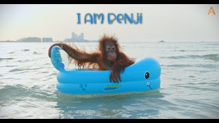 Animalia Orangutan special  I am Benji  Part 2 [upl. by Urquhart]