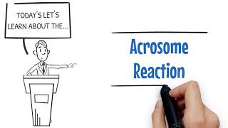 Nuts amp Bolts Acrosome Reaction [upl. by Zipnick]