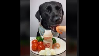 Best Funny Dog Videos To Make You Laugh 🐶🤣 [upl. by Rotow]