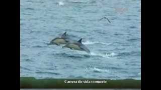 Delfines huyen de las orcas [upl. by Ethe]