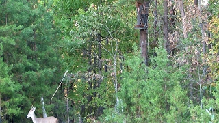 Squirrel Tail Fletching and Atlatl Deer Hunt [upl. by Ainavi]