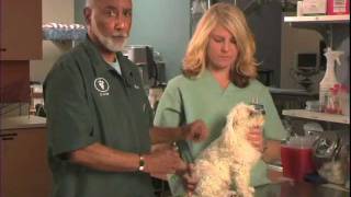 Important Tips for Administering Insulin and Caring For Your Diabetic Dog [upl. by Silenay]