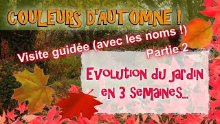 Evolution jardin dautomne en 3 semaines  Part 2 [upl. by Drofdarb]