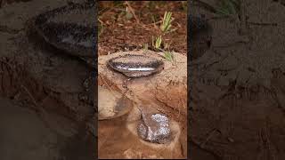 Casting a Fungus Farming Ant Colony with Molten Aluminum Cast 107 shorts [upl. by Auehsoj]