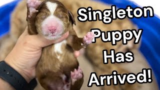 Our Singleton Puppy Has Been Born EmmaXMitchell  Medium Australian Labradoodle [upl. by Sib325]