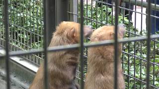 ヤブイヌ の双子『右京』と『左京』 平川動物公園 2018年7月29日 [upl. by Magel]