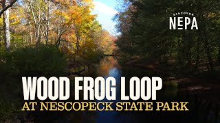 Wood Frog Loop at Nescopeck State Park [upl. by Toni]