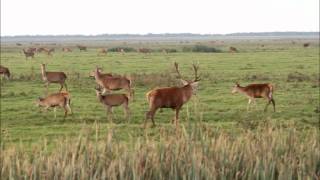 20111015 Bronst in de Oostvaardersplassenwmv [upl. by Franchot]