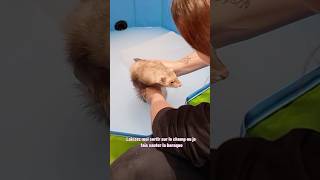 Bain d’avoine de Tsuki 🥰 ps  on ne lave pas un furet  🫶🏻 furet furets ferret ferrets funny [upl. by Hairahcaz]