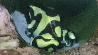 Dendrobates auratus ухаживает за своим потомством [upl. by Annaiek]