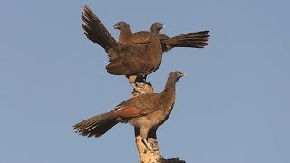 Greyheaded Chachalaca in Costa Rica [upl. by Immas220]