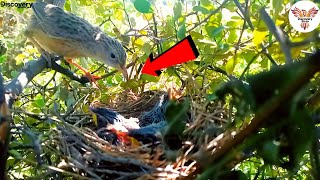 First Meal Common Babblers Chick Enjoys a Wormy Treat  bird feeding DiscoveryBirds [upl. by Ainafetse]