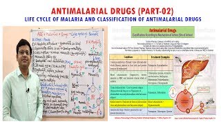 Antimalarial Drug Part02 Life Cycle of Malaria  Classification of Antimalarial Drugs [upl. by Assiral]