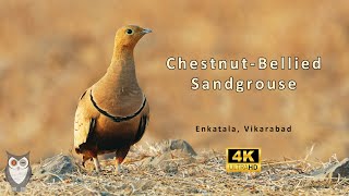 Chestnutbellied Sandgrouse Male Walk  Telangana  SriramWildlifePhotographer  4K [upl. by Alida929]