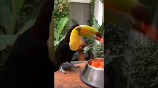 como cuidar a un tucan en casa Tucan Avesbonitas naturaleza [upl. by Akeim]