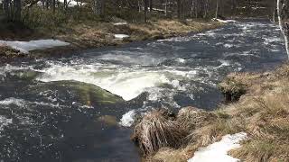 Saariselkä Laaniojan kevättulva Hammastunturin erämaan laidalla [upl. by Aihsekram368]