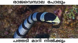 Belchers Sea Snake  Malayalam  iTs Wild [upl. by Gnat]