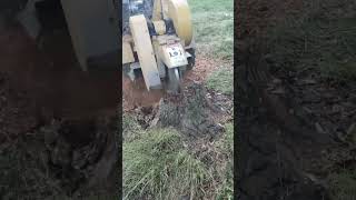 stump grinding in Brooklyn OH [upl. by Renrag579]