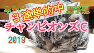 チャンピオンズカップ2019 的中 キセキの猫仁の競馬予想 ３連単的中 馬単的中 ワイド的中 [upl. by Dallas]