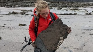 Hunting HUGE Crushed Ammonite Fossils  Fossil Friday [upl. by Damiano562]