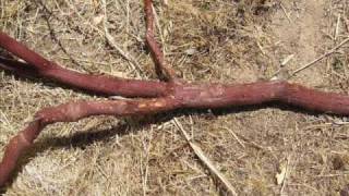 How to Cure Manzanita Branches [upl. by Nnayllehs]