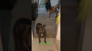 New toy time puppy dogsofyoutube pitbull [upl. by Noimad]