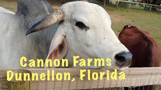 Exploring Cannon Farms Flower Picking and Cow Petting in Dunnellon Florida dunnellon [upl. by Ellek]