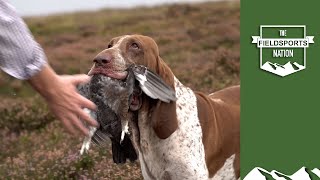 Walkedup grouse over German wirehaired pointers and a bracco Italiano [upl. by Hoopen]