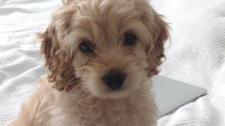 NEW COCKAPOO PUPPY 8 weeks old [upl. by Jasun]