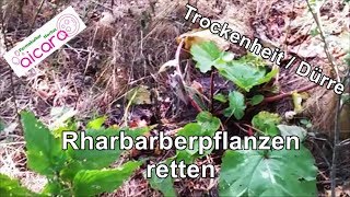 Dringend erforderlich Rharbarberpflanzen retten  RettungsAktion im Permakultur Garten [upl. by Elyssa926]