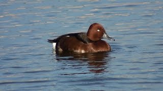 Porrón pardo Aythya nyroca Ferruginous Duck [upl. by Aihsetan345]