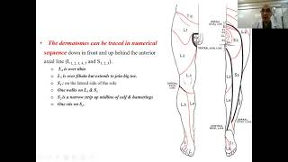 Dermatomes amp myotomes of lower limb [upl. by Nnawaj]