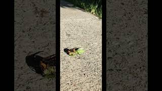 A wasp attacks a mantis already bitten off by ants [upl. by Ambrosine247]