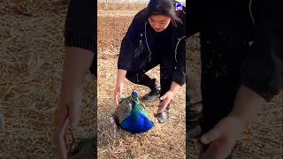 Unbelievable peacock video peacock bollywood music hindisong [upl. by Ahsehat]