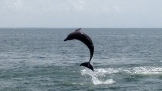 Dolphins at St George Island Florida [upl. by Crosley33]