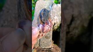 Size of mother and baby snails 😱😱  Tropical Forest Bees [upl. by Kandace]