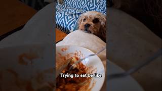 Everytime theres food 🐶 puppy dog food funny cute shorts [upl. by Assir]