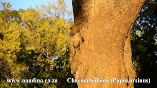 Chacma Baboon troop descending from a Marula Tree [upl. by Garik]