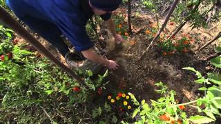 Larrosage et le paillage au jardin écologique [upl. by Aitital]