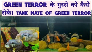 video 352 Green terror के गुस्से को कैसे रोके। GREEN TERROR tank mates greenterror fishfight [upl. by Candless]