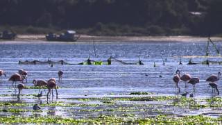 Chilean Flamingos Phoenicopterus chilensis [upl. by Yllatan]