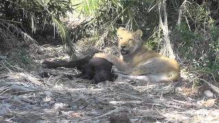 Lions Kill buffalo calf Young Lions and Calf [upl. by Akfir]