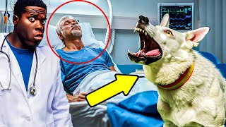 A Dog Prevents A Doctor From Euthanizing Its Owner Then A Miracle Happens [upl. by Tnilc184]