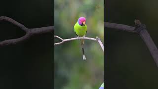 Plumheaded Parakeet reels reelsvideo trendingreels viral wildlifephotography [upl. by Lissa]