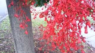 Illawarra Flame Tree Flowers  Brachychiton acerifolius HD 04 [upl. by Natividad]