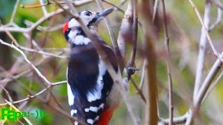 Buntspecht  Great Spotted Woodpecker  Dentrocopus major gefilmt von PapaE [upl. by Wurst595]