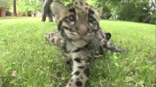 Update  Newborn Clouded Leopard Cubs  2 month old [upl. by Dnalor]