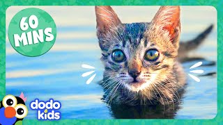 60 Minutes Of The Cutest Kitten Stories  Dodo Kids  Animal Videos [upl. by Valentijn]