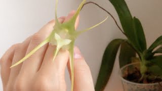 Aeranthes grandiflora  time lapse odor description care [upl. by Nnednarb]